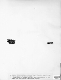Scytinium fragrans image